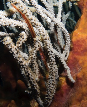 Small Trumpet Fish in coral